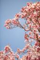 In Bloom VI