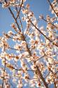 In Bloom VII