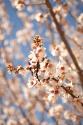 In Bloom VIII