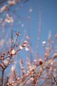In Bloom IX