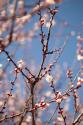 In Bloom X