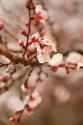 In Bloom XI