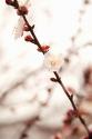 In Bloom XIII