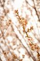 In Bloom XIV