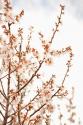 In Bloom XV