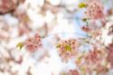 In Bloom XVI