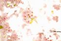 In Bloom XVII
