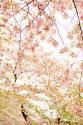 In Bloom XVIII