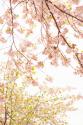 In Bloom XIX