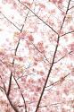 In Bloom XX