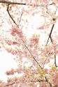 In Bloom XXI