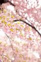 In Bloom XXIII