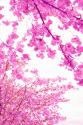 Bright Blooms I
