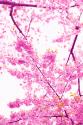 Bright Blooms II
