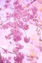 Bright Blooms III