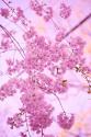 Bright Blooms IV