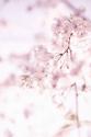 Soft Blooms II