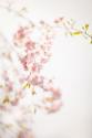 Soft Blooms IV
