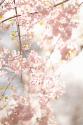 Soft Blooms V