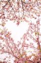 Heart in the Trees I