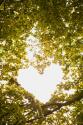 Heart in the Trees II