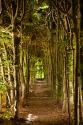 Secret Garden III