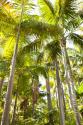 Tropical Oasis I