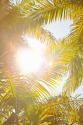 Tropical Oasis II