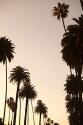 Tropical Silhouette I