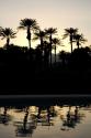Tropical Silhouette II