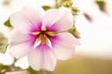 Macro Bloom I
