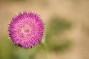 Macro Bloom II