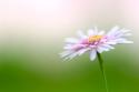 Macro Bloom III