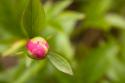 Macro Bloom IV