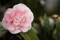 Macro Bloom V