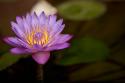 Macro Bloom VI