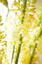 White Flowers