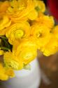Yellow Ranunculus