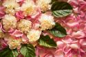 Pink Petals I
