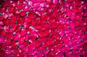 Pink Petals II