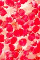 Pink Petals Abstract