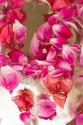 Pink Petals Abstract II