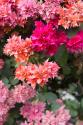 Pink Flowers I