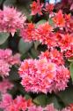 Pink Flowers II