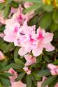 Pink Rhody I