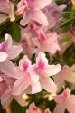 Pink Rhody II