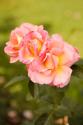 Pink Roses