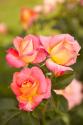 Pink Roses II