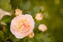 Rose Bush I
