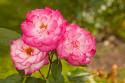Rose Bush II